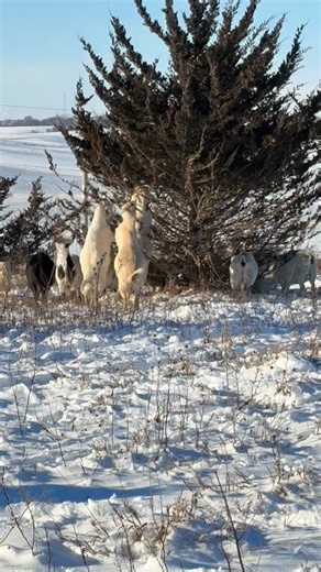 Iowa Kiko Goats on Instagram: "Winter is cedar clearing season"