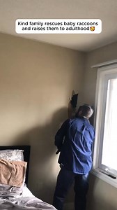 20K views · 470 reactions | Kind family rescues baby raccoons and raises them to adulthood | Carolina pico | Facebook