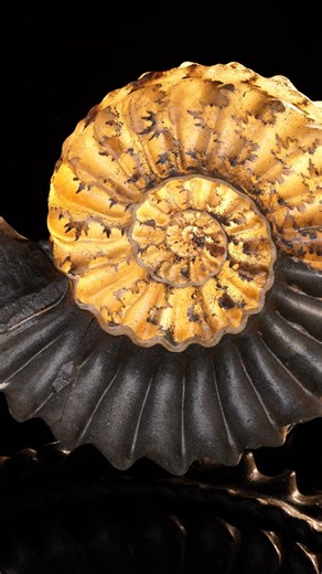 The most beautiful ammonite in the world? These are honey colored calcite preserved Pleuroceras sp. ammonites from northern Bavaria! 🇩🇪 Do you already own one? 😍 . . . . 📷Follow @bavarian.fossils for more #natural treasures!📷 #ammonite #fossilprep #fossils #preparation #ammonites #jurassic #beauty #jurassiccoast #geology #fossil #palaeontology #treasure #fossilhunting #photography #collection #prehistoric #museum #science #naturalhistory #ancient #art #news #animals #rock #ocean #dinosaur #