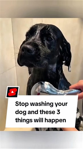 Stop Washing Your Dog… and THIS Will Happen 🐶⚠️ (Every U.S. Dog Owner Should Know)