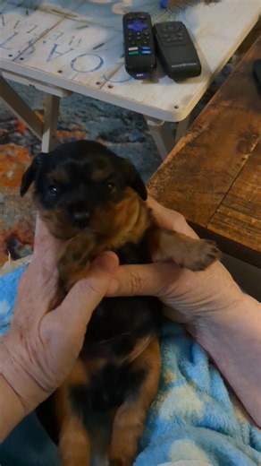 JoJo's and Vader's gorgeous baby boy makes his debut! He's just a stunning black and tan Cavalier! He's going to Michigan! | Rivershyre Cavaliers of the Southeast