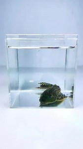 Heating Powder on Pleco Catfish: A Filthy Ditch Experiment