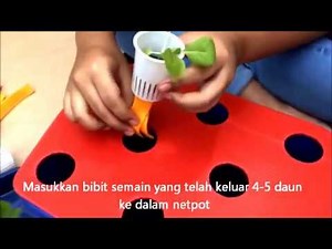 Cara menanam Hidroponik dengan Paket Starter Kit Hidroponik Sistem Wick Sederhana untuk Pemula