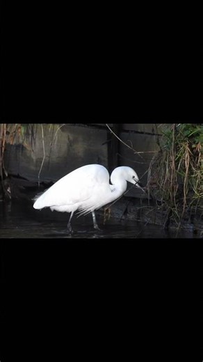 Little Egret Catches a Fish & Swallows It Whole 🐟🕊️