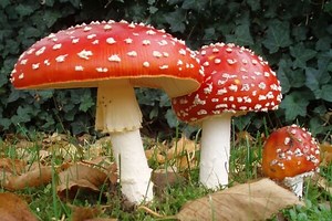 Qué son las Setas | Características y Tipos | CurioSfera.com