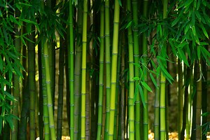3 Indoor Bamboo Plants