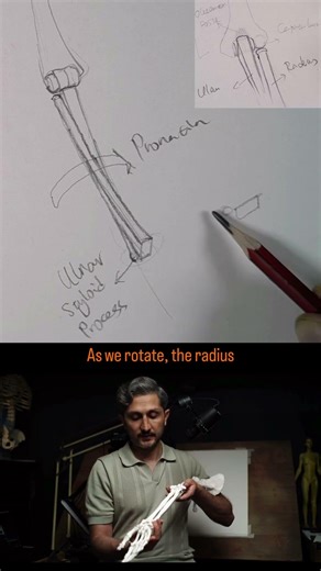Forearm rotation explained! #howtodraw #anatomy #figuredrawing #artschool