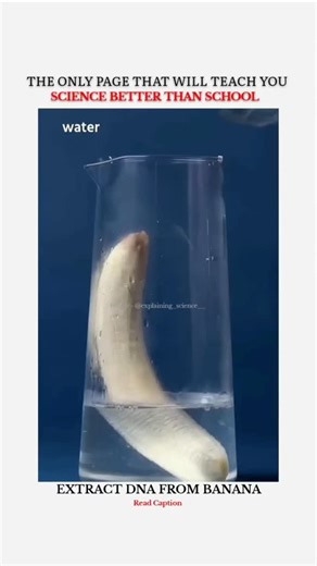 • Explain | Everything on Instagram: "You can literally extract DNA from a banana! 🍌🧬 It works because every living cell contains DNA. When the banana is mashed, its cells break open. Mixing it with soap solution dissolves the cell membranes 🫧 and releases the DNA inside. Adding salt helps the DNA molecules clump together 🧂. Then comes the cool part ❄️ When you pour cold alcohol like ethanol, the DNA separates from the liquid and becomes visible as white, string-like strands — you can actual