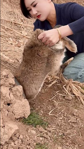 Is This Rabbit Actually... A DOG?! 🤯 The Bizarre Truth of the Belgian Hare!