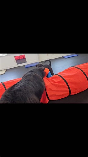 Sport Dogs Complex | Our dogs are play training for the pup-lympics. Tug O War, HighTunnel Jump, most tail wag body bends. | Instagram