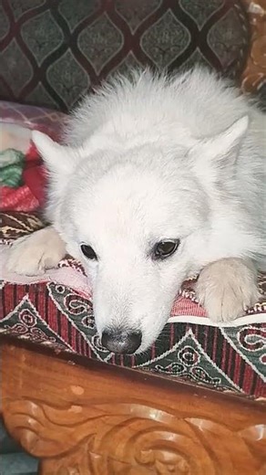 Raja comedy 😂🐕 #funny #shorts #dog #love #foryou #please #subscrib #short video viral kaise kare