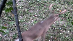 2.8K views · 286 reactions | The official trailer for season 8 of...