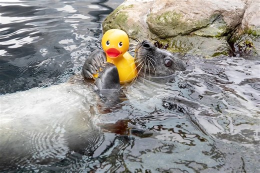 Curious Seal Becomes Boston Aquarium's Newest Influencer After His Love for His Rubber Ducky Goes Viral