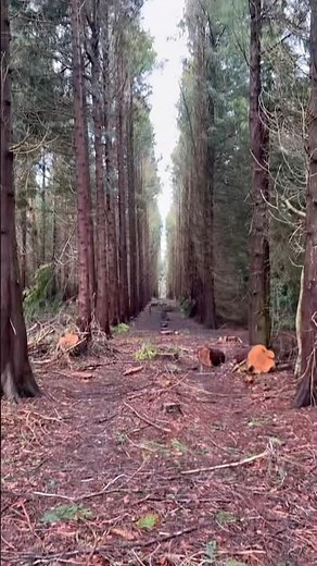 England’s Most Magical Forest? Exploring Dockey Wood, Ashridge Estate ✨