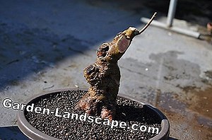 Other: Water juniper and fertilize - How to do it right | 2025