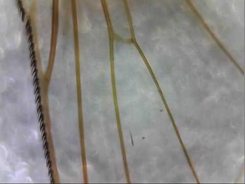 fly wing under a microscope