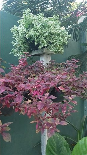 alternanthera plant setup #garden #gardening #gardenideas #alternanthera #ytshorts #shorts