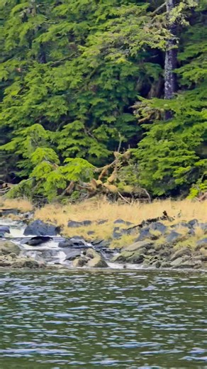 Waterfall in Southeast Alaska #Alaska #wrangell #Southeast #Waterfall #fb | Jennifer York Stewart