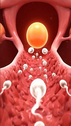 How Fertilization Happens: 3D Journey Inside the Female Reproductive System