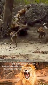 132K views · 566 reactions | wild dog vs hyena | ليبيا تنتفض | Facebook