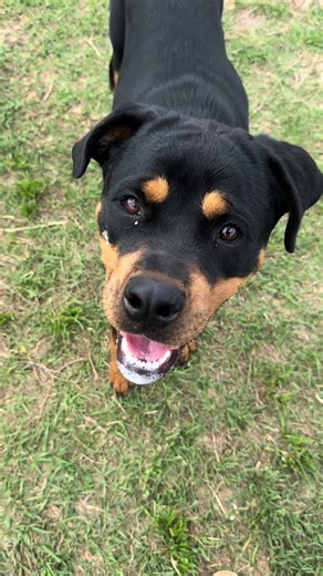 ##dogsofhouston #dogsofttiktok #petsgonewildresort #dogs