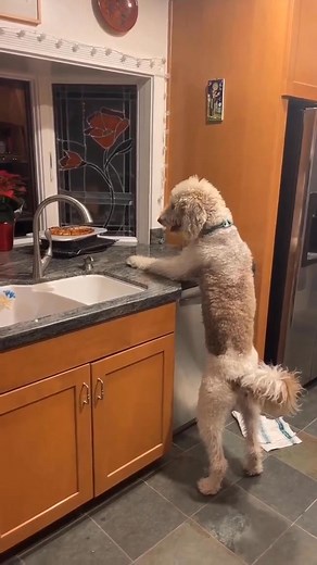 How beautiful is this video..! | Cockapoo Lovers