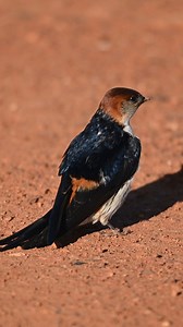 Greater Striped Swallows are Back!​ The Greater Striped Swallow migrates to South Africa each summer, arriving from October to April. Recognised by its striped belly and acrobatic flights, it thrives near open woodlands and human settlements. Spot these playful visitors during your stay at Lehele Lodge! #safari #Gondwana #safarilodge | Gondwana Private Game Reserve