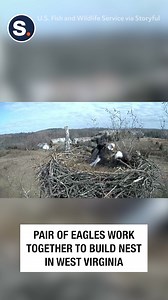 19K views · 734 reactions | Teamwork makes the dream work! | storyful | Facebook