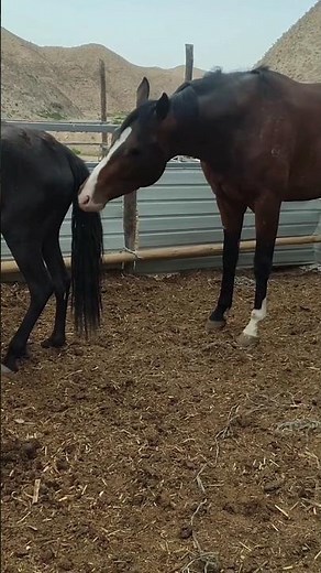 Horse Meeting horse meet up animal meeting #horse #animals #viral