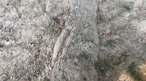 Cinematic Tree Video, Cinematic View Of Tree, Tree Panning Shot. Free Stock Video