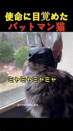 使命に目覚めたバットマン猫
