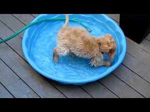 Charlie the cockapoo puppy in the paddling pool