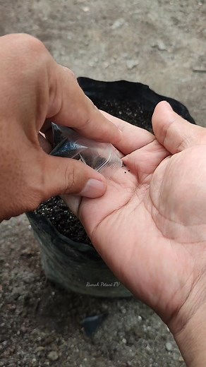 98K views · 787 reactions | Propagating basil seeds #reels #kebun #rumahpetanitv | Rumah Petani tv | Facebook