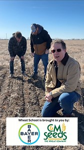 2.4K views | Join us in this episode of the Wheat School as we explore the techniques of ultra-early seeding. #WheatSchool #UltraEarlySeeding #FarmingTips #CropYield #SoilTemperatures #seeding #Wheat #cdnag | RealAgriculture | Facebook