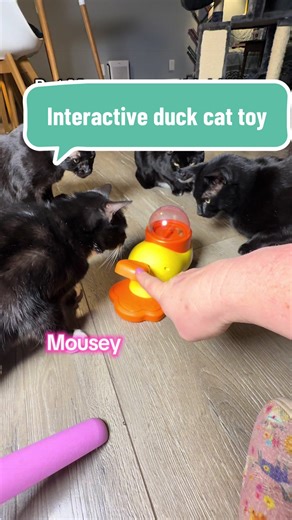 Day 1 with this little duck and I’m honestly impressed 🐾 Everyone stayed engaged for almost 30 minutes straight 😭 It turned into such a fun bonding session just sitting there playing and trying to show them how it works Mental enrichment toys like this are no joke Linking the duck for anyone with bored pets 💛 @Potaroma Pets #catsoftiktok #catenrichment #interactivepettoy #petmusthave #tiktokshopfinds