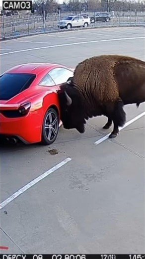 Bison Destroys Ferrari in Parking Lot | Wild Attack Caught on CCTV! #automobile #animals #shorts