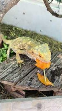 lizard Pogona vitticeps bearded dragon eating loquat outdoor enclosure turtle terra tortoise