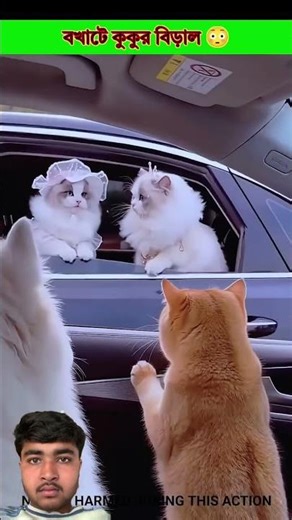 Bad dog cat😳.#shortsvideo