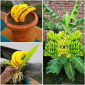72K views · 497 reactions | Best & easy idea for grow banana plant at home from fruit || Amazing method for planting | Rana Craft | Facebook