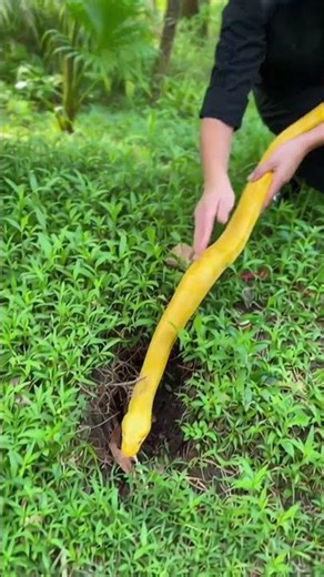 Albino Burmese Python jungle POV adventure 🐍 #wildlife