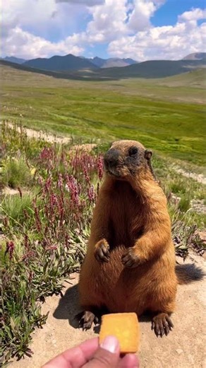 Deosai – Heaven on Earth | Fishing, Golden Marmots & Wild Flowers | Wild Flowers & Herbs of Deosai