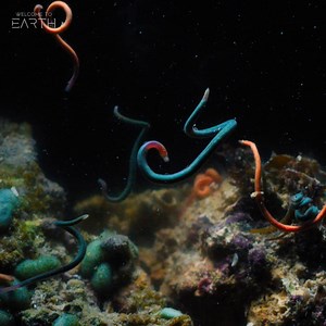 Welcome to the Secret Squirm Society 🤫 As palolo worms emerge from the Indonesian reef, they release a special fragrance that triggers a mass spawning of eggs. 🪱🪱🪱 #WelcomeToEarthSeries is now streaming on Disney . | National Geographic Animals