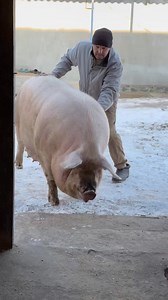 1.7M views · 23K reactions | І що тепер робити #villagelife #diy #pig #farm #animals #farming #village #animal | Trannig class | Facebook