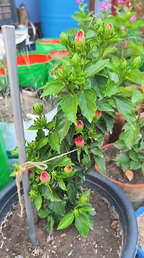 354K views · 5.3K reactions | Blossom Care: Nurturing Your Hibiscus  Unlock the secrets to thriving hibiscus plants with these expert care tips! From sunlight to watering, discover how to keep your blooms vibrant all season long. #HibiscusCare #PlantTips #Gardening101 #BloomingBeauty #GreenThumb #PlantCare" Hashtags: #HibiscusCare #PlantTips #Gardening101 #BloomingBeauty #GreenThumb #PlantCare101 #garden #gardening | Ghosh Garden | Facebook