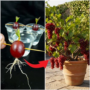 364K views · 3.9K reactions | Using water propagation for growing grape plant | Fruit to plant method in this video | Amd MultiMedia | Facebook