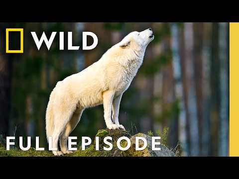 Animal Freak Attacks (Full Episode) | 10 Animals That Can Kill You | Nat Geo Animals