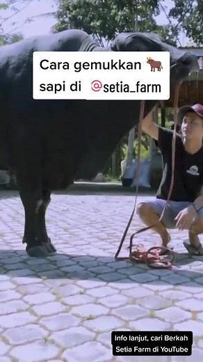 611K views · 4.7K reactions | Kang Hermawan, Berkah Setia Farm menjawab soalan apakah pakannya untuk menggemukkan sapi | Juragan Sapi | Facebook