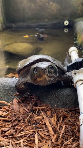 This three-day weekend, we’re taking it slow 😴🐢 At the Turtle Survival Center, our turtles live in lush habitats filled with greenery and their own private ponds. Don’t worry—this Asian Big-headed Turtle wasn’t struggling to get out. These turtles are expert climbers, even using their tails for support as they scale fast-moving streams in the wild. She was just taking her time, in no rush to leave her refreshing bath. Can you blame her? Listed among the world’s most endangered turtle species i