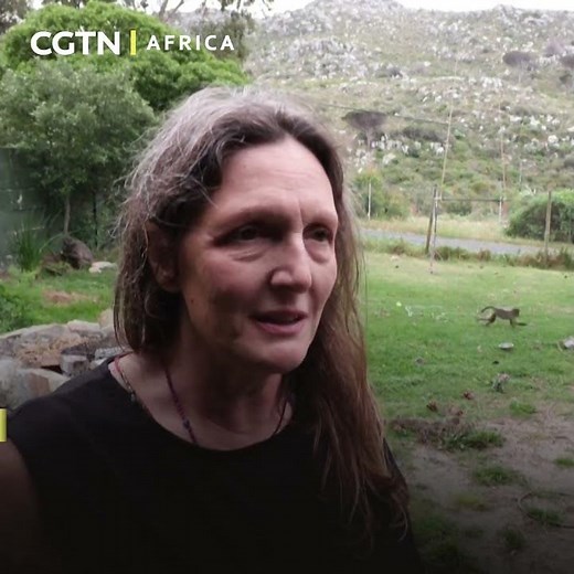 Cape Town region struggles to manage baboons amid urban expansion
