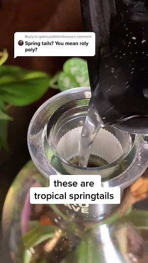 Understanding Springtails in Terrariums